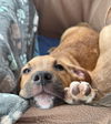 Bridget