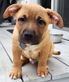 Teddy Jr - Tots Adorbs!!
