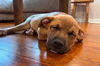 Teddy Jr - Tots Adorbs!!