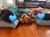 Teddy Jr - Tots Adorbs!!