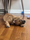 Teddy Jr - Tots Adorbs!!