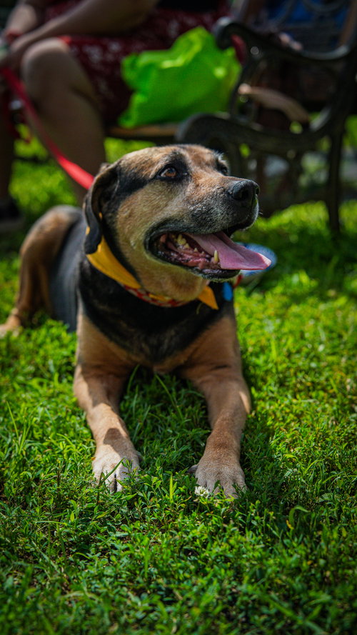 ABBY - AWESOME GIRL! - Hound available for adoption