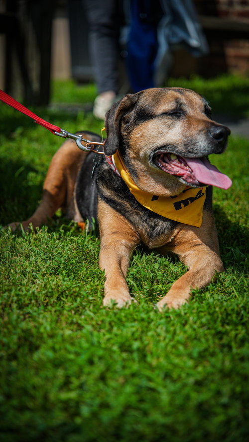 ABBY - AWESOME GIRL! - Hound available for adoption