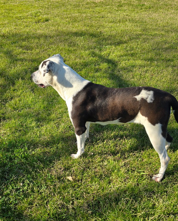 Marley - Majestic Beauty!