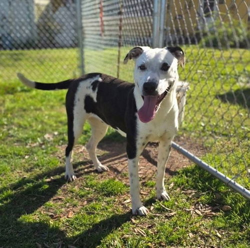 Marley - Majestic Beauty!