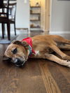 Ruby - Wanna fetch?