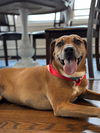 Ruby - Wanna fetch?
