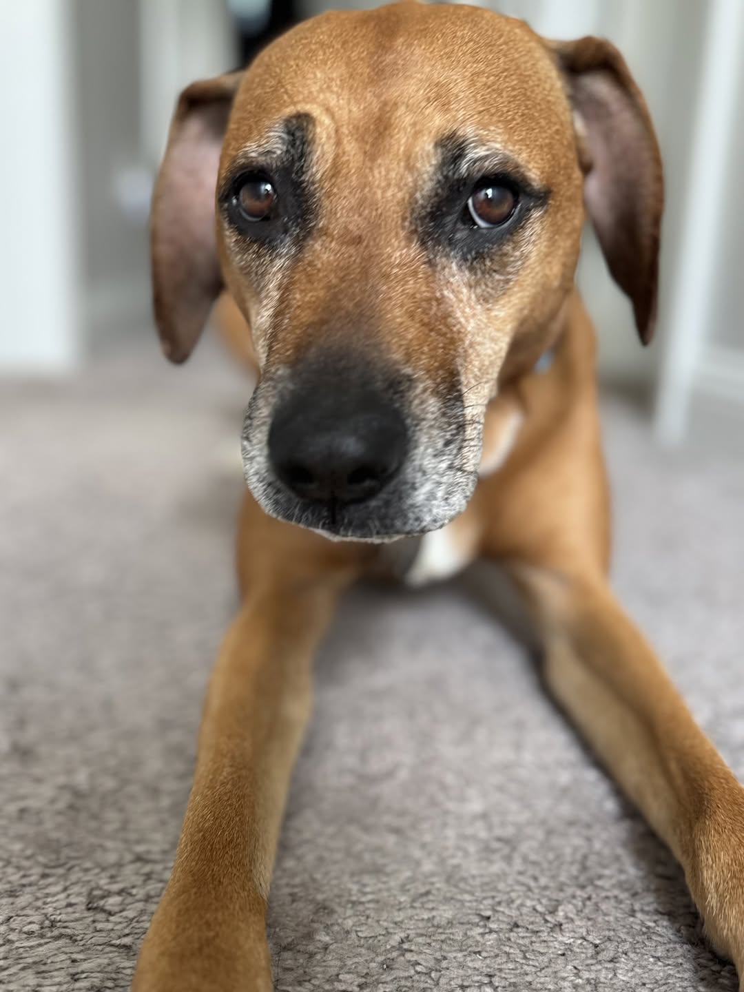 adoptable Dog in Red Bank, NJ named Ruby - Wanna fetch?