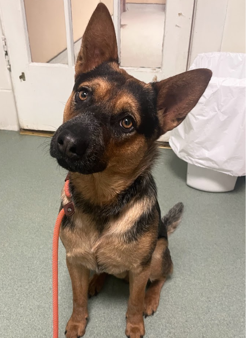 adoptable Dog in Oakhurst, NJ named Riley (GSD) - *Best Eyes*
