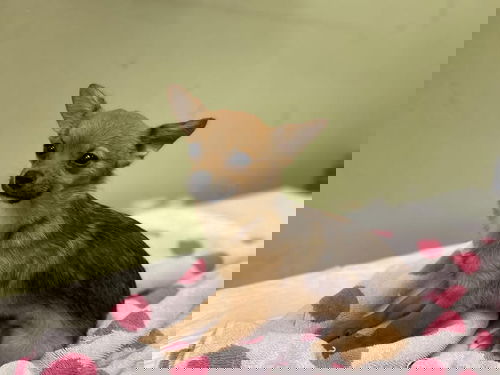 Coco