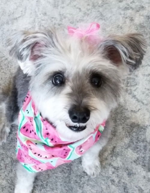 Gracie