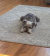 Gracie