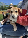 Dragonfly - Darling Pup!