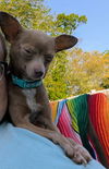 Little Tia (Chi) - Tiniest Cutie!