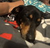 Little Mama - Loving Pup!