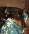 Little Mama - Loving Pup!