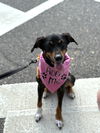 Little Mama - Loving Pup!