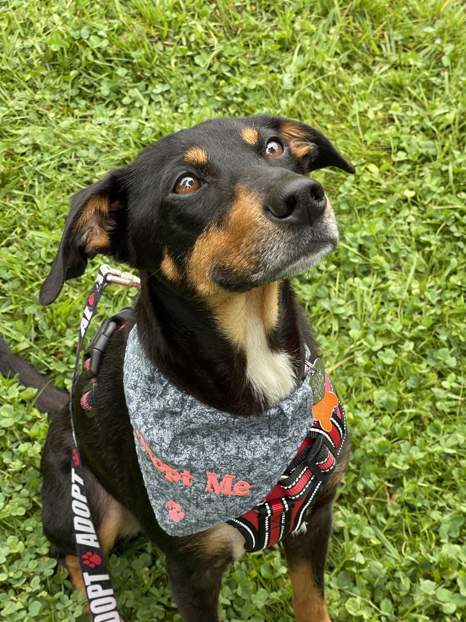 adoptable Dog in Lafayette, LA named Little Mama - Loving Pup!