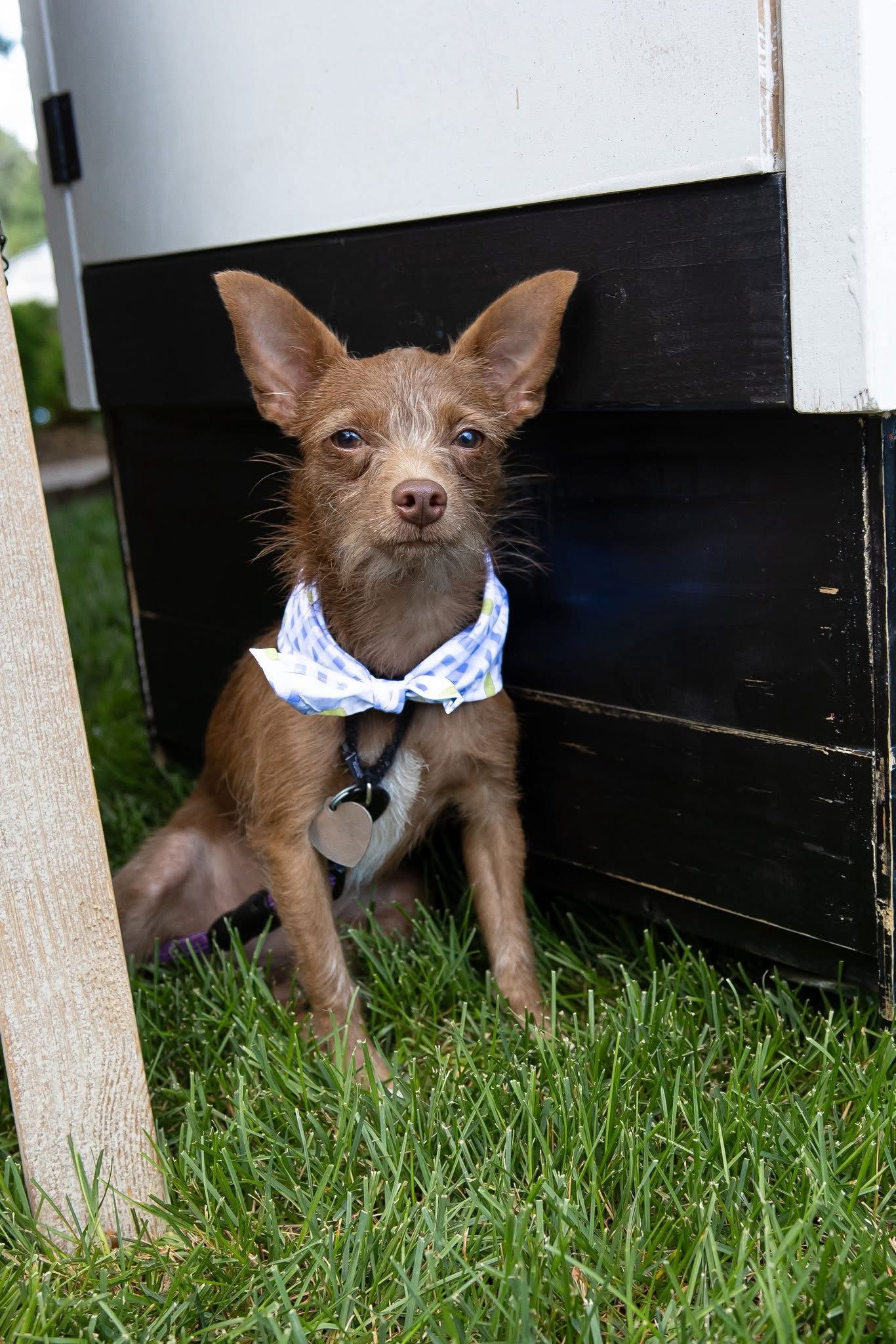 adoptable Dog in Red Bank, NJ named Mia - My My I'm Adorable!!