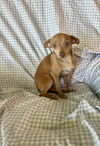 Nina - Now, I'm Very Adorable!