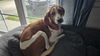 Dazey - Darling Hound!