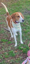 Dazey - Darling Hound!