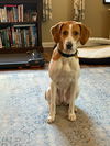 Dazey - Darling Hound!