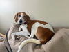 Dazey - Darling Hound!