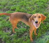 Millie - Magnificent Hound!