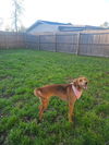 Millie - Magnificent Hound!