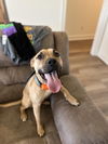 Isaac - Super Pup!