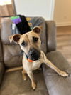 Isaac - Super Pup!