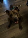Harlem - Handsome Boy!!