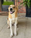 Buttercup - But seriously, I'm the cutest!