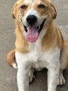 Buttercup - But seriously, I'm the cutest!