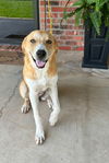 Buttercup - But seriously, I'm the cutest!