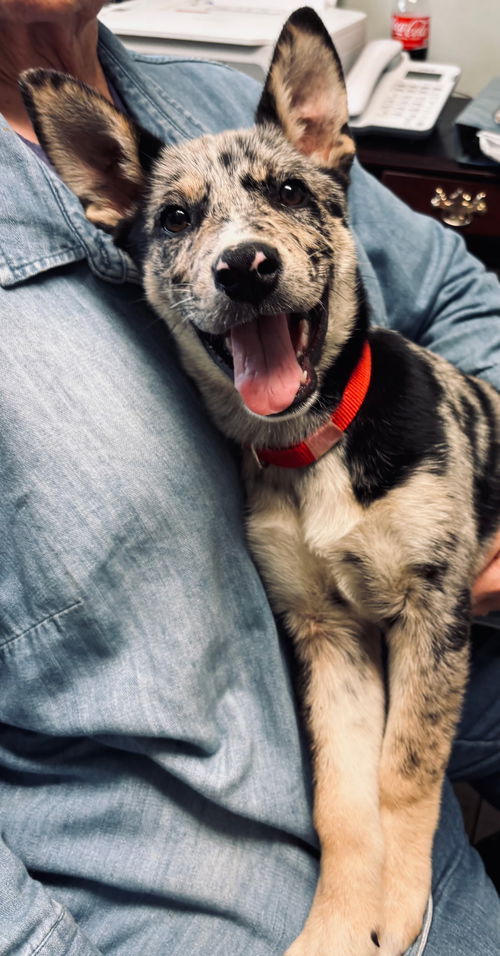 Skyler (collie pup) - Sooo Pretty!
