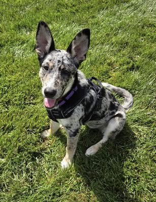 Skyler (collie pup) - Sooo Pretty!