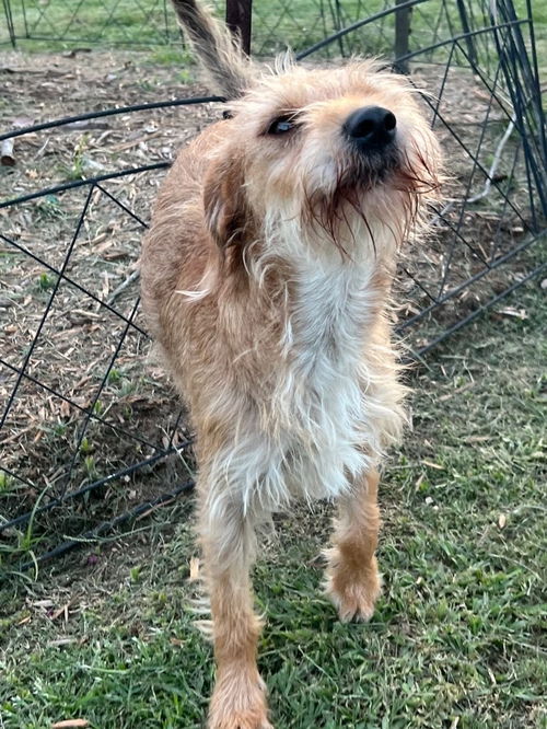 Charlie Girl