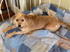 Charlie Girl