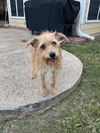 Charlie Girl