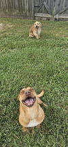 Charlie Girl