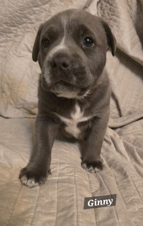 Ginny - Great pup!