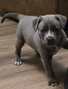 Ginny - Great pup!