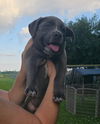 Ginny - Great pup!