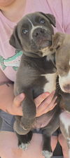 Ginny - Great pup!
