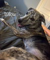 Willow - What a beauty!