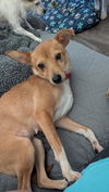 Ladybug - Lovely Pup!