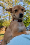 Ladybug - Lovely Pup!