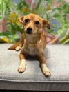 Ladybug - Lovely Pup!